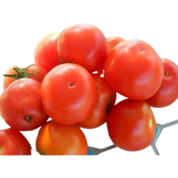 Tomate Joyau d'Idaho