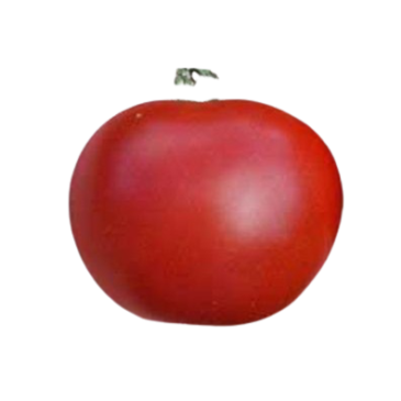 Tomate Matina
