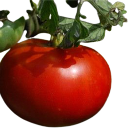 Tomate Merveille des Marchés