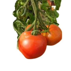 Tomate Corma