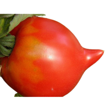 Tomate Téton de Vénus