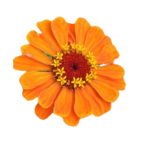 Zinnia a grandes fleurs